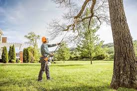 Reliable Bellmead, TX Tree Services Solutions